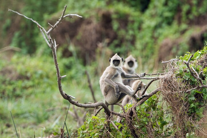 Private Tour Bundala National Park Safari From Hambantota - Photo 1 of 6